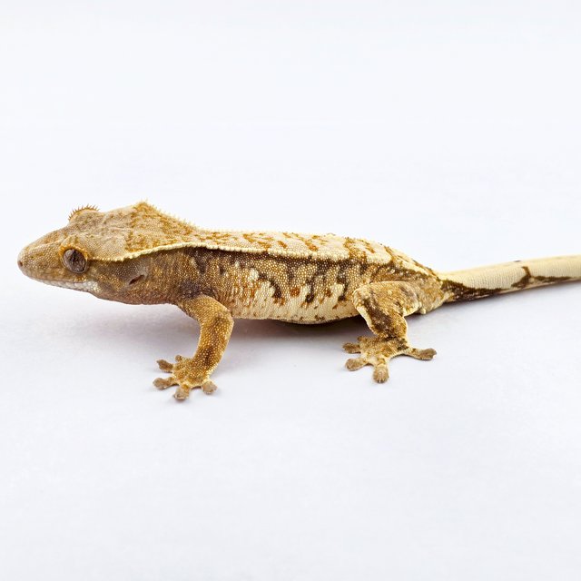 노멀 트라이 드리피 익스트림할리퀸 화이트스팟