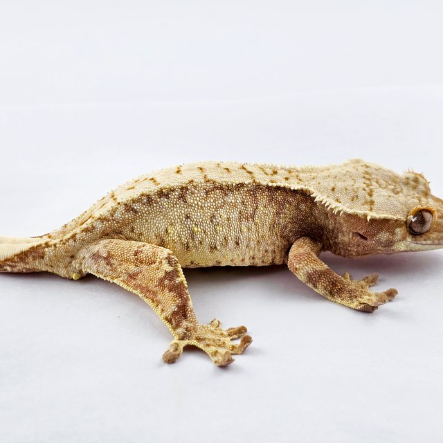 노멀 트라이 드리피 익스트림할리퀸 화이트스팟 화이트포트홀