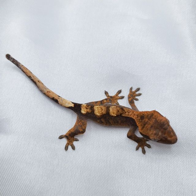 세이블