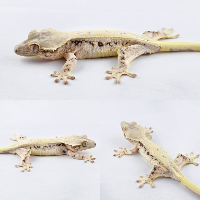 릴리화이트 풀핀