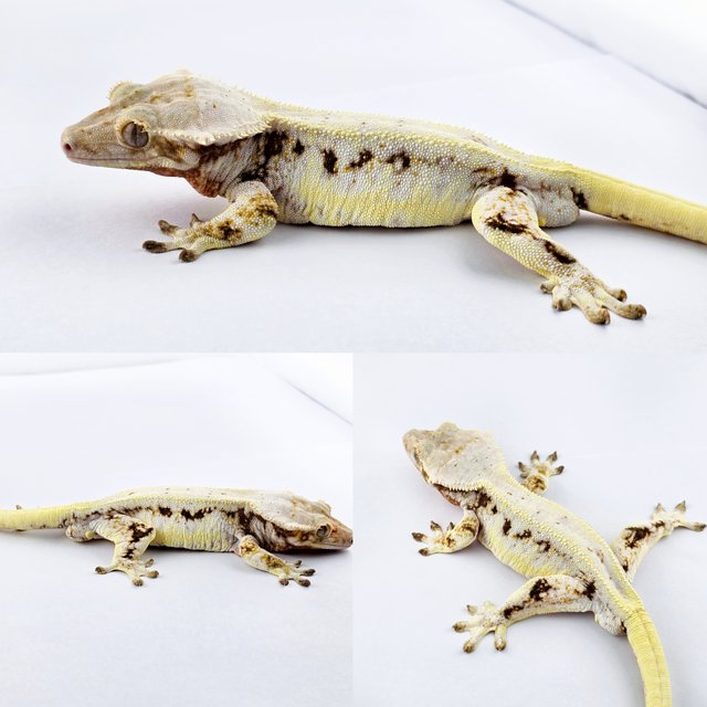 릴리화이트 풀핀