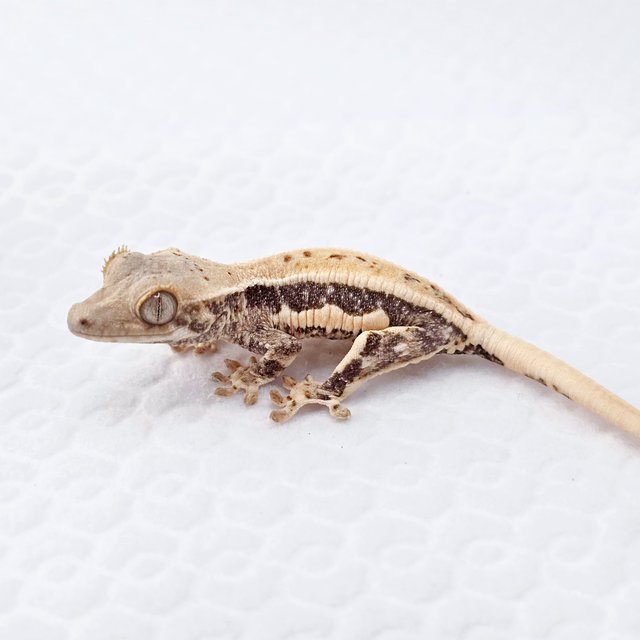 릴리화이트 풀핀