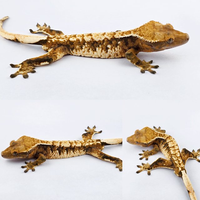 노멀 트라이 익스트림할리퀸 텐저린