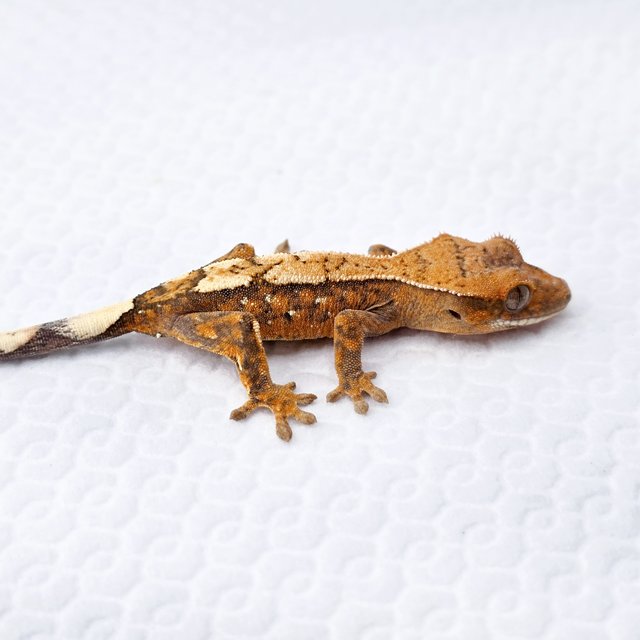 세이블 화이트스팟