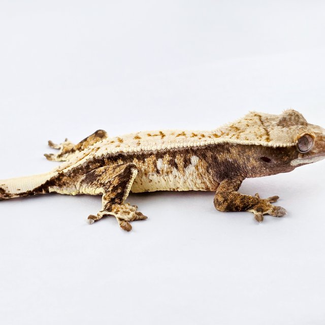 노멀 트라이 드리피 화이트스팟 풀핀 화이트핀