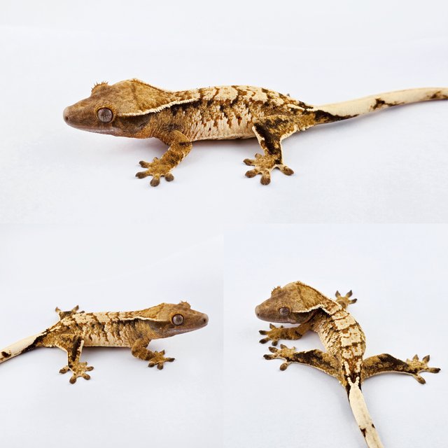 노멀 트라이 텐저린 드리피 화이트스팟 화이트핀