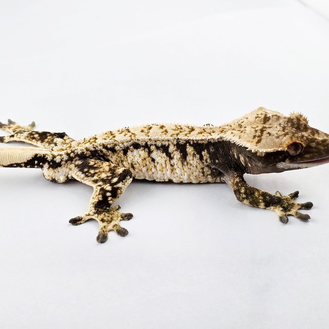 노멀 트라이 드리피 익스트림할리퀸 화이트스팟 화이트핀