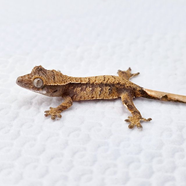 노멀 트라이 익스트림할리퀸 화이트스팟