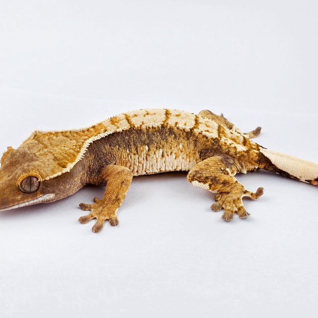 트라이 익스트림할리퀸 텐저린 노멀 화이트핀