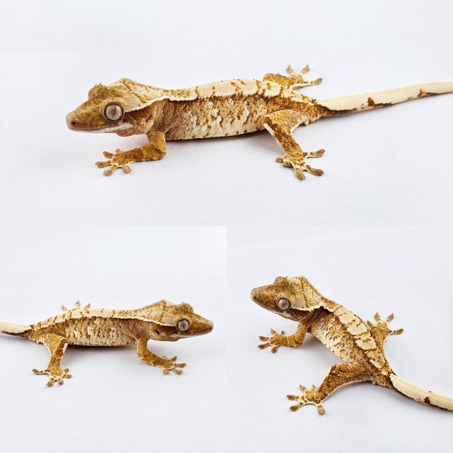 노멀 트라이 화이트스팟 익스트림할리퀸 텐저린 화이트핀