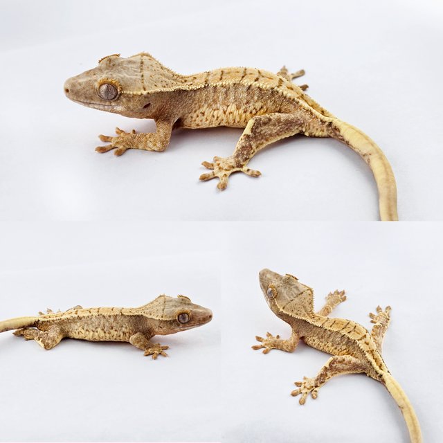 릴리화이트 크림