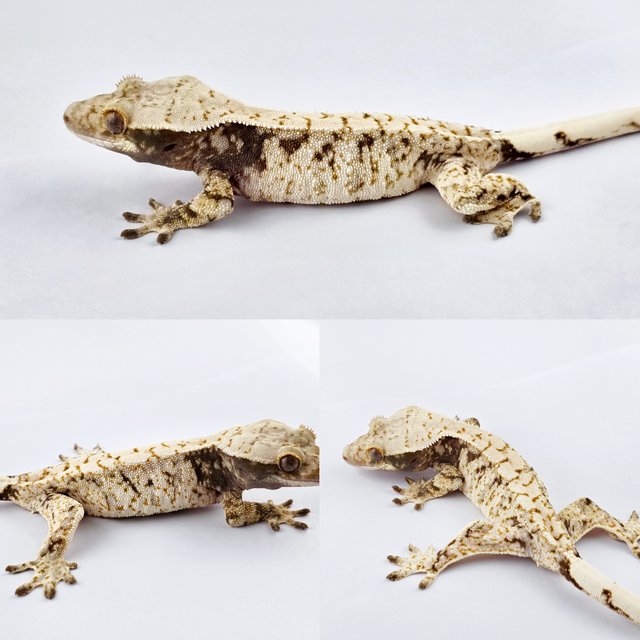 노멀 트라이 드리피 화이트스팟 익스트림할리퀸