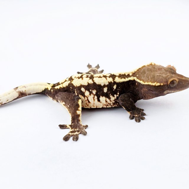 카푸치노 화이트스팟 화이트핀 드리피