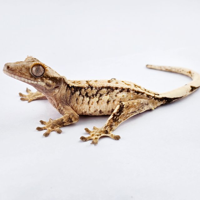 노멀 트라이 드리피 쿼드 화이트핀