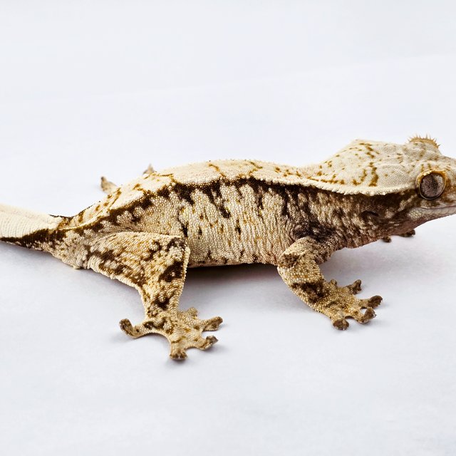 노멀 드리피 트라이 익스트림할리퀸 화이트스팟