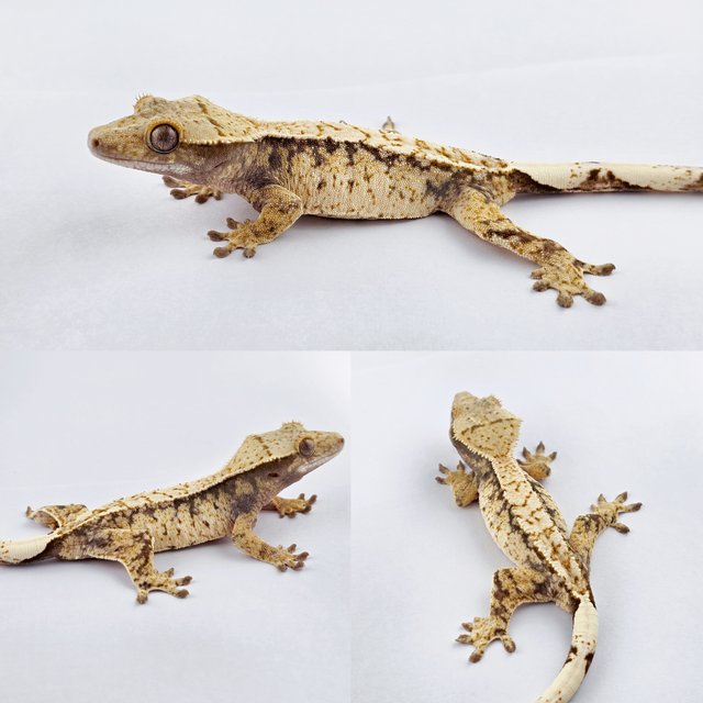 노멀 트라이 화이트스팟 드리피 익스트림할리퀸