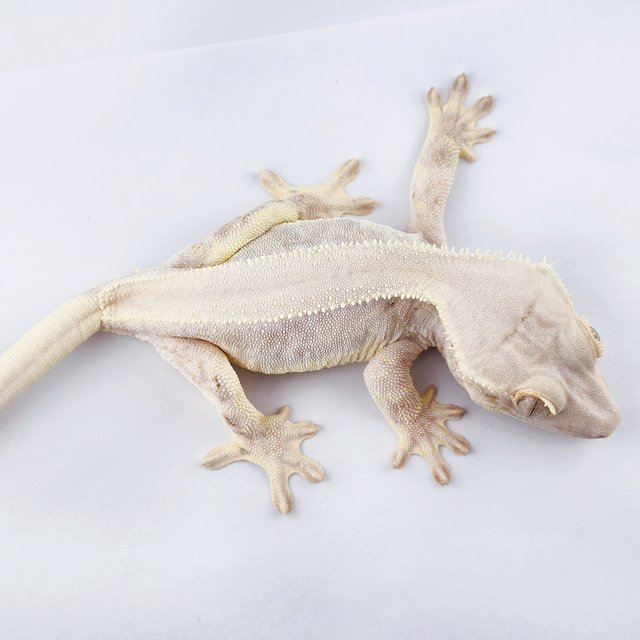 릴리화이트 솔리드백 화이트