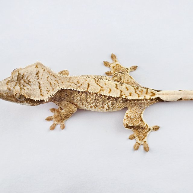 노멀 트라이 화이트스팟 익스트림할리퀸