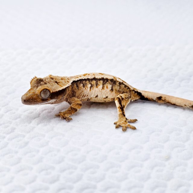 노멀 트라이 드리피 익스트림할리퀸 화이트스팟