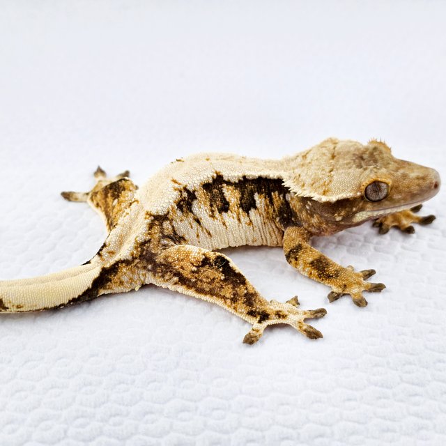 노멀 트라이 쿼드 솔리드백