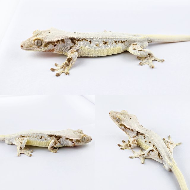 릴리화이트 풀핀