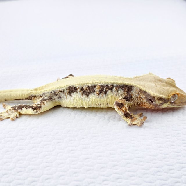 릴리화이트 솔리드백 풀핀