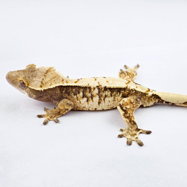 노멀 트라이 익스트림할리퀸 드리피 화이트스팟