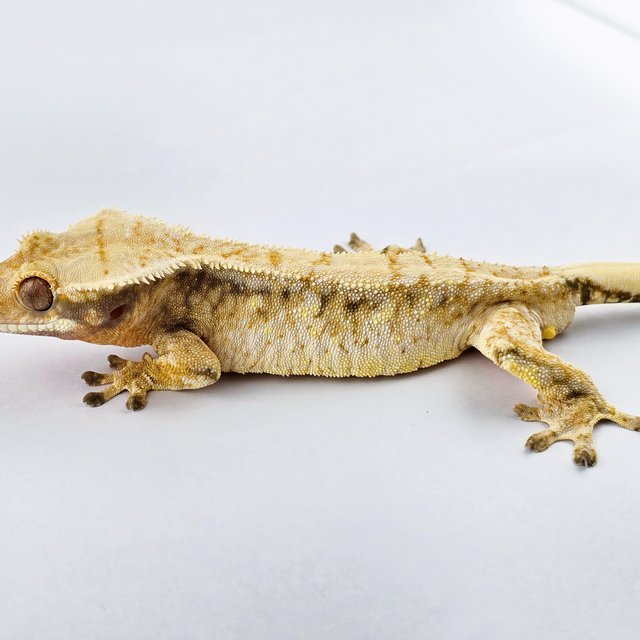 노멀 트라이 드리피 익스트림할리퀸 화이트스팟 화이트포트홀