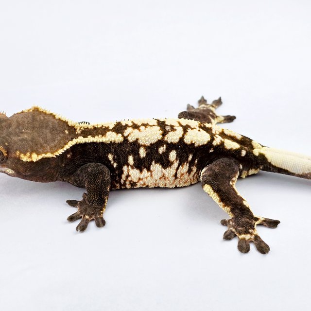 카푸치노 화이트스팟 화이트핀 드리피