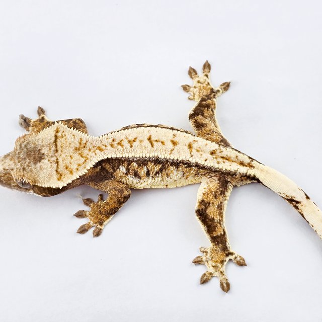 노멀 트라이 드리피 화이트스팟 풀핀 화이트핀