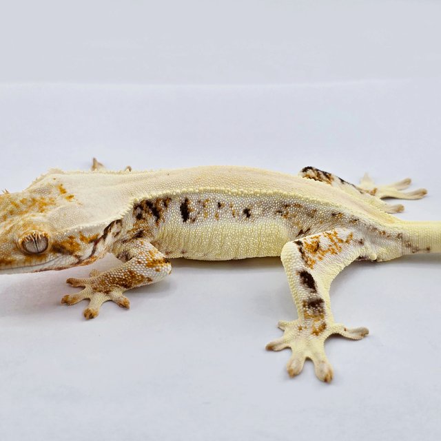 릴리화이트 솔리드백