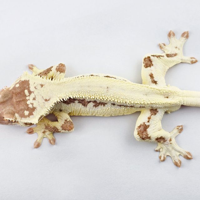 프라푸치노 풀핀 솔리드백 레드