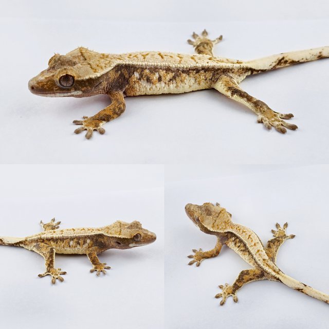 노멀 트라이 익스트림할리퀸 드리피 화이트스팟