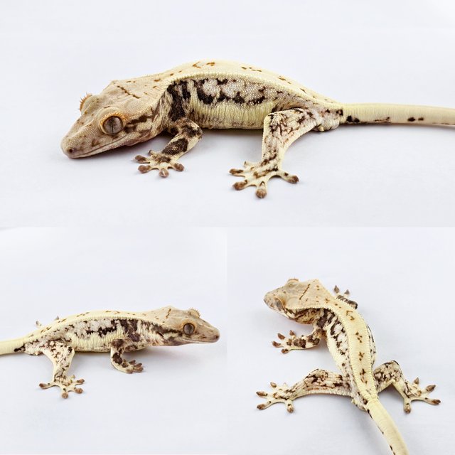 릴리화이트 풀핀