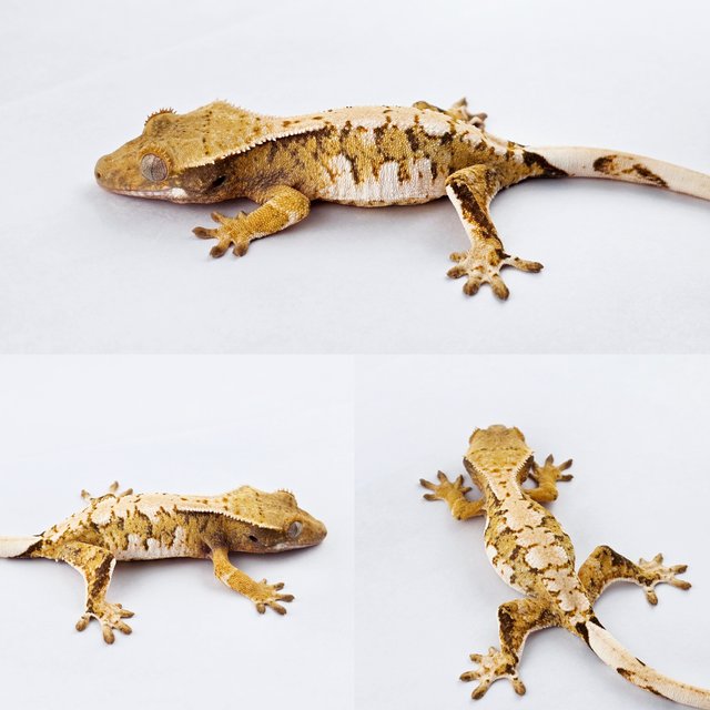 노멀 트라이 드리피 익스트림할리퀸 화이트핀