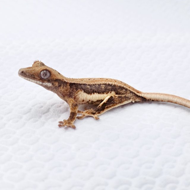 릴리화이트 풀핀