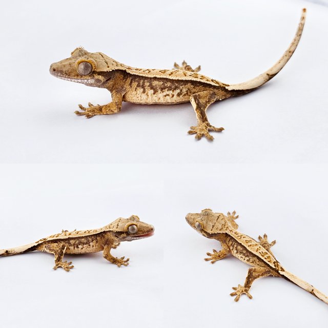 노멀 트라이 풀핀