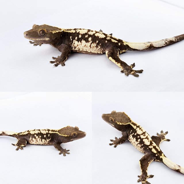 카푸치노 화이트핀 화이트