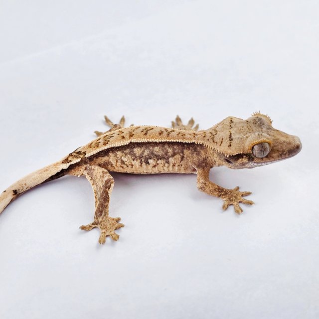 노멀 트라이 쿼드 풀핀