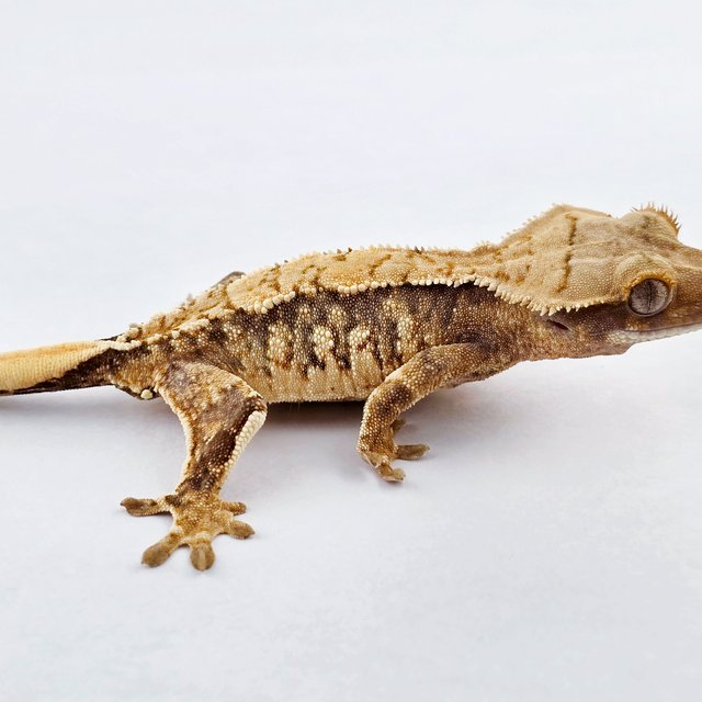 노멀 쿼드 트라이 화이트스팟