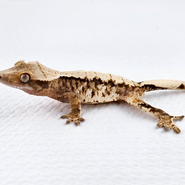 노멀 드리피 트라이 익스트림할리퀸 화이트스팟