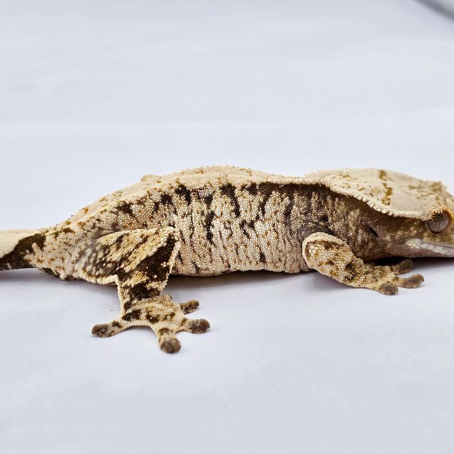 노멀 드리피 트라이 익스트림할리퀸 화이트스팟