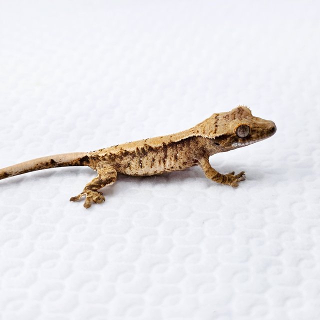 노멀 드리피 화이트스팟 익스트림할리퀸 트라이