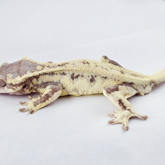 릴리 세이블 풀핀