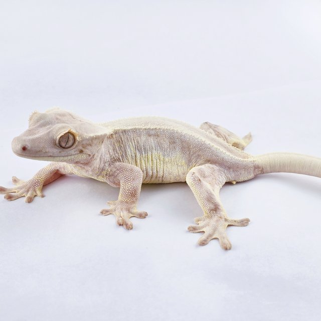 릴리화이트 솔리드백 화이트