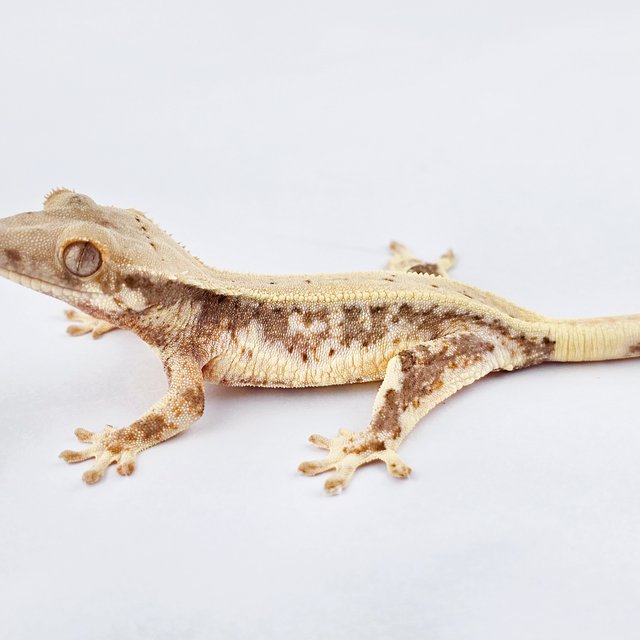 릴리화이트 풀핀