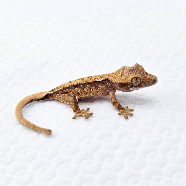 노멀 트라이 익스트림할리퀸 화이트스팟