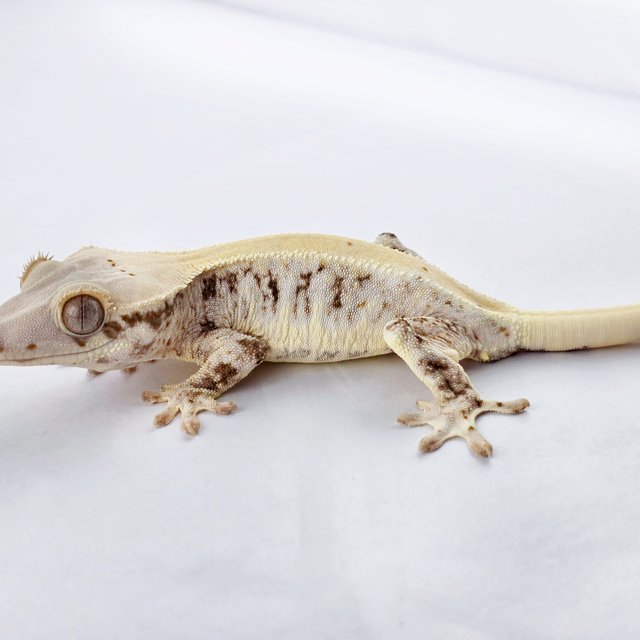 릴리화이트 풀핀