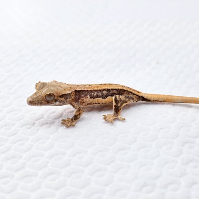 릴리화이트 풀핀