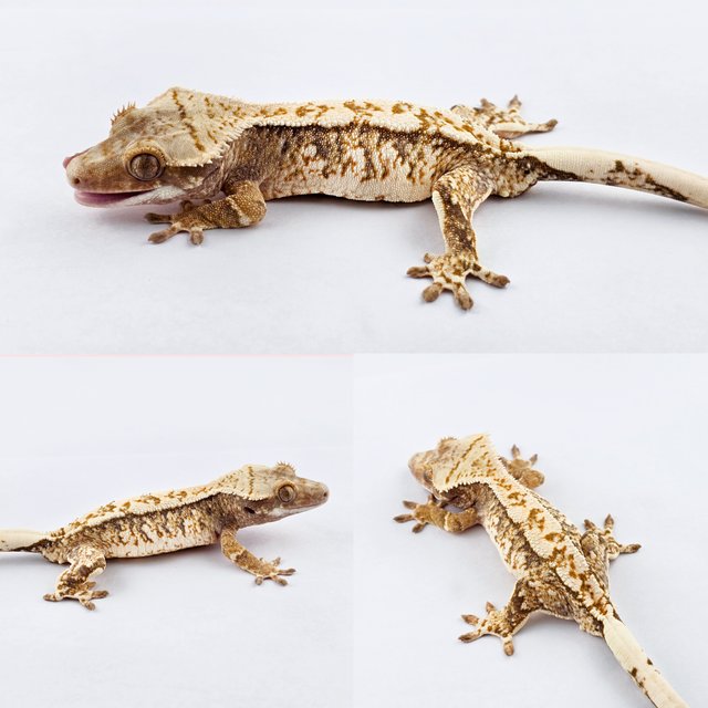 노멀 트라이 드리피 익스트림할리퀸 화이트스팟 화이트핀